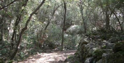 Bosque de Menorca.