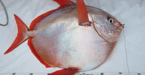 Un ejemplar Lampris guttatus, capturado durante el estudio en aguas de California (EE UU). / NOAA Fisheries/Southwest Fisheries Science Center