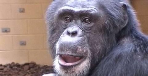 Los chimpancés saben cuándo llevan razón. /GSU