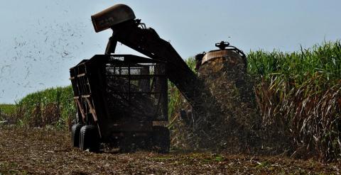 Una cosechadora de caña de azúcar en Jesús Rabí, en la provincia de Matanzas. - AFP
