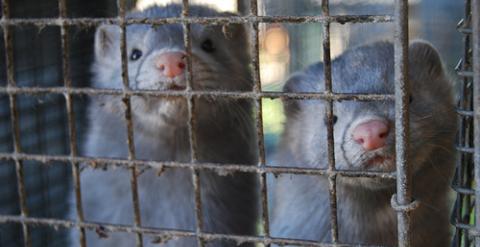 Entre los años 2007 y 2010 se produjeron varias sueltas de visones, de las que se acusó a activistas contra el maltrato animal.