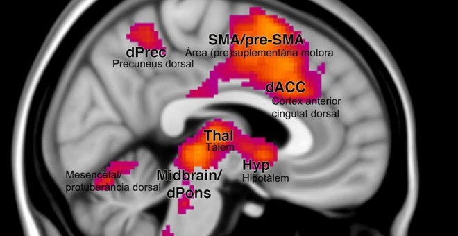 Mecanismos cerebrales de formación del miedo