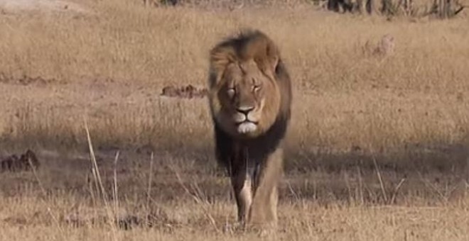 El león Cecil era el más famoso de Zimbabwe