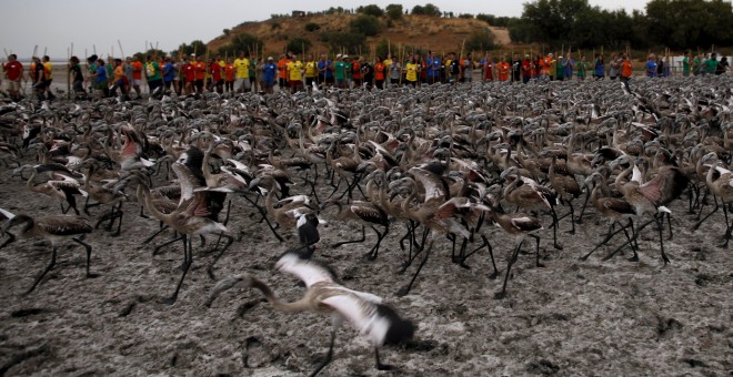 Más de 450 personas han participado en el anillamiento de pollos de flamenco que ha tenido lugar este año en la Reserva Natural Laguna de Fuente la Piedra, en Málaga. REUTERS