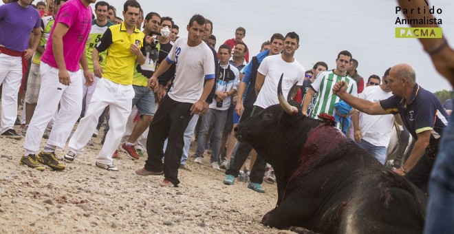 Imagen de la muerte del toro 'Elegido', en el Tornero del Toro de la Vega de 2014. PACMA