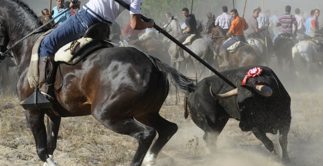 Un participante clava al toro la lanza durante el festejo del Toro de la Vega.- PACMA