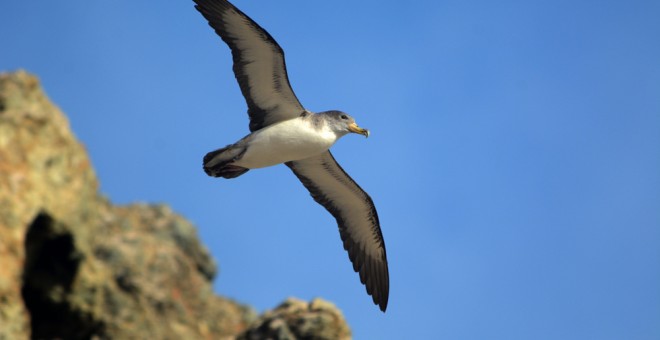 Fotografía de una pardela cenicienta sobrevolando la Isla Salvaje Pequeña (Portugal) cedida por los autores del documental que se estrena esta semana sobre el deshabitado archipiélago portugués. EFE/Juan José Ramos