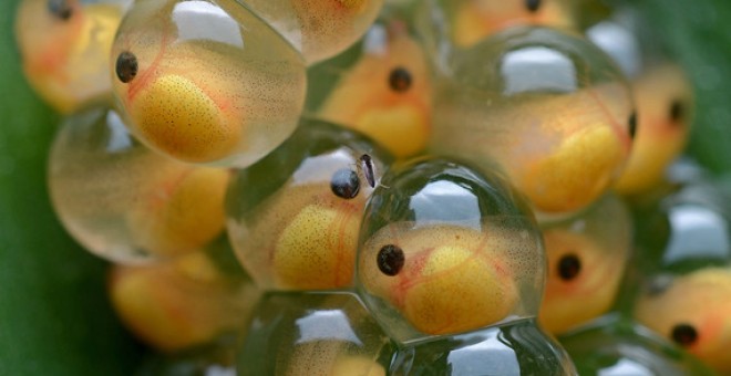 Huevos de rana antes de que salgan los renacuajos. / Wikipedia