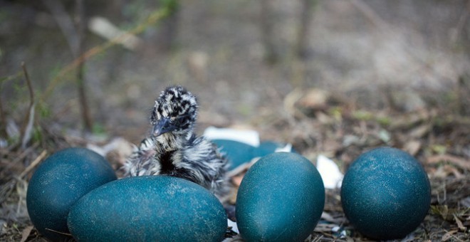 Los huevos de emú son de color verde oscuro. / Barry Armstead Photography