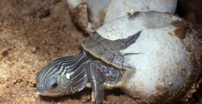 Una cría de tortuga mapa del norte ('Graptemys geographica') eclosiona de su huevo. / James H. Harding