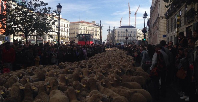 El rebaño de ovejas avanza por la calle Mayor de Madrid. EUROPA PRESS
