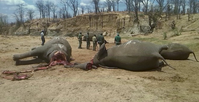 Un grupo de elefantes muertos por los cazadores furtivos para obtener su marfil.. REUTERS/Stringer