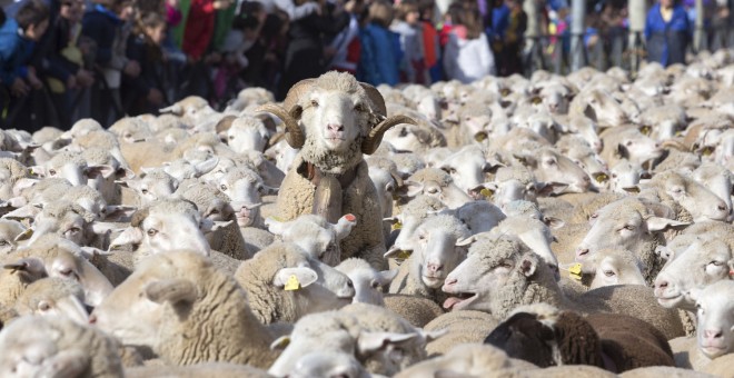 En torno a 2.000 ovejas, acompañadas por sus pastores, atraviesan la localidad abulense de Arévalo en dirección a Madrid, dentro de la I Fiesta de la Mesta, para reivindicar la antigua práctica de la trashumancia, tal y como defiende la Asociación Trashu