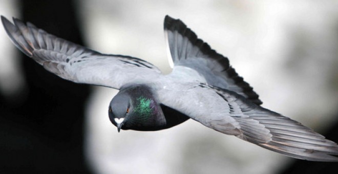 Las aves han desarrollado sofisticadas habilidades visuales para evitar a los depredadores. / Comparative Cognition Laboratory
