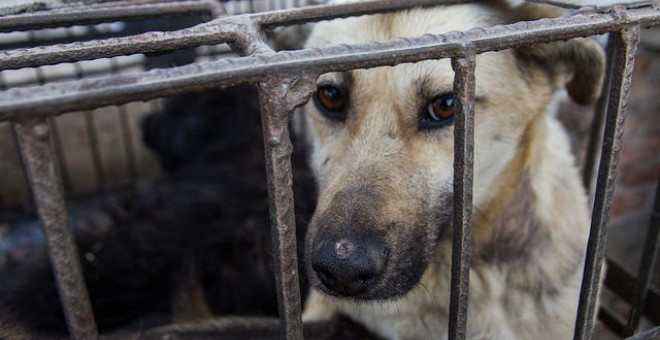 Igualdad Animal entregará firmas en la Embajada de China contra el comercio de carne y piel de perros y gatos.