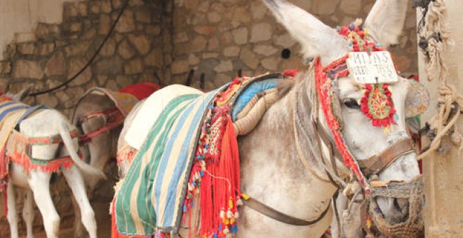 Burro-taxi en Mijas, Málaga