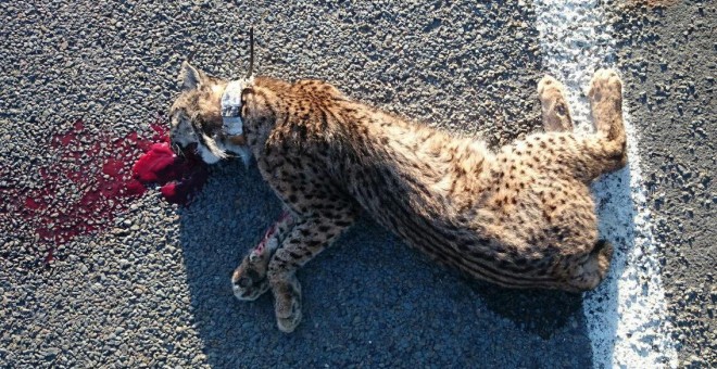 El cadáver de un lince víctima de un atropello en Huelva. EFE