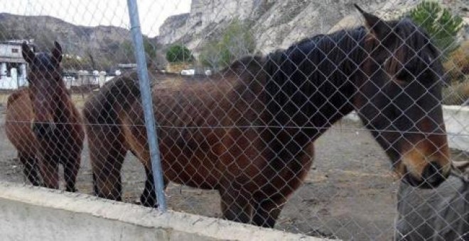 Los veterinarios han detectado residuos de cadmio en la mayoría de los caballos de los que tomaron muestras./PÚBLICO