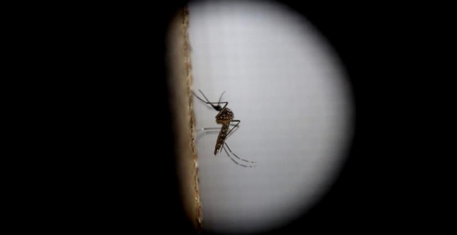 El mosquito de la variedad 'Aedes aegytpi', el cual transmite el virus del zika, dengue y chikungunya, visto con un lente macro en el departamento de epidemiología de Ciudad de Guatemala, Guatemala, hoy lunes 1 de febrero de 2016. El brote del zika ha ala