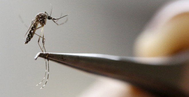 Un mosquito Aedes Aegypti es visto en un laboratorio del Centro Internacional de Formación e Investigación Médica de Formación (CIDEIM) en Cali, Colombia. REUTERS