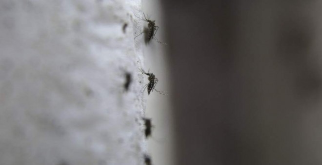 Fotografía que muestra al mosquito transmisor del virus del Zika. EFE