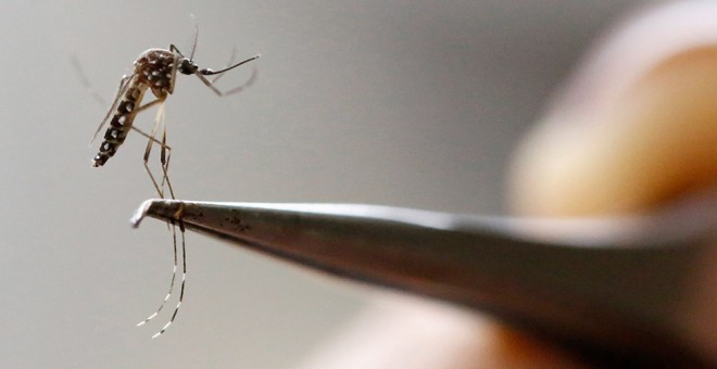 Un mosquito Aedes Aegypti, en el laboratorio del centro médico y de investigación CIDEIM, en Cali (Colombia).- JAIME SALDARRIAGA (REUTERS)