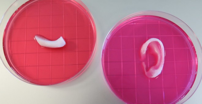 Oreja y mandíbula construidas gracias al nuevo sistema integrado de impresión de tejidos de órganos. / Wake Forest Institute for Regenerative Medicine
