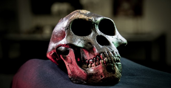 Cráneo de Lucy, Australopithecus afarensis, incluida en el estudio / David Hocking