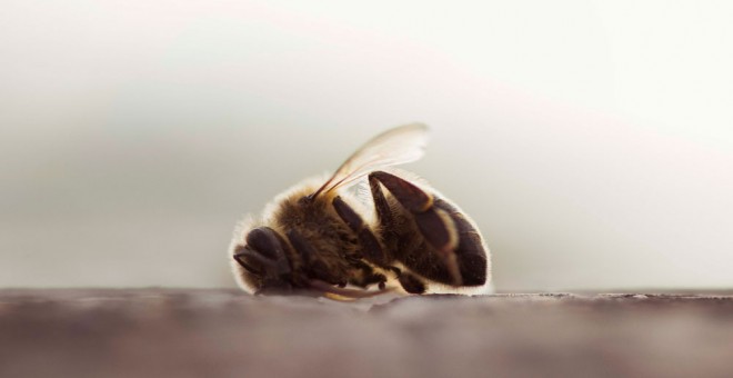 Una abeja muerta en un campo de almendros de Valencia. GREENPEACE