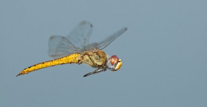 El cuerpo y las alas de la libélula Pantala flavescens han evolucionado de tal forma que permiten al insecto recorrer distancias extraordinarias. / Greg Lasley