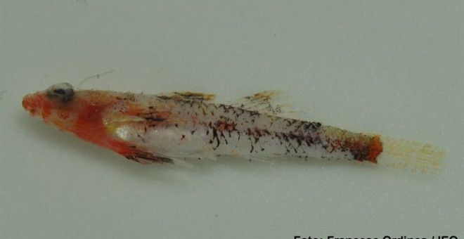 Imagen de la nueva especie de pez. EUROPA PRESS