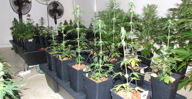 Algunas plantas que cultivaba no tenían substrato ni tierra porque él ponía las raíces en un sistema de agua fertilizada, ya que tenía muchos conocimientos sobre cultivo: había aprendido a cultivar marihuana en los Países Bajos.  Invirtió unos 80.000 euro