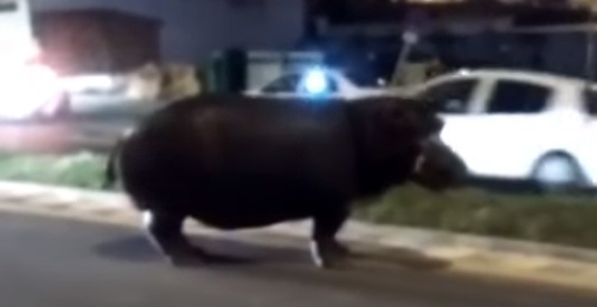 Imagen de un video del hipopótamo por las cales de Palos de la Frontera (Huelva). YOUTUBE