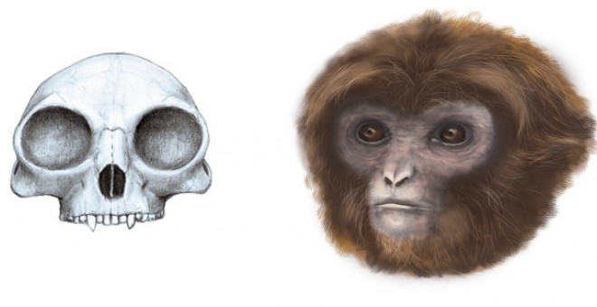 Reconstrucción de cráneo y de la apariencia de Pliobates cataloniae. / Marta Palmero (Instituto Catalán de Paleontología Miquel Crusafont)