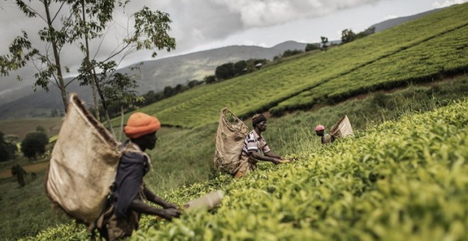 Varias personas trabajan en una plantación de te en Malawi. AFP / GIANLUIGI GUERCIA