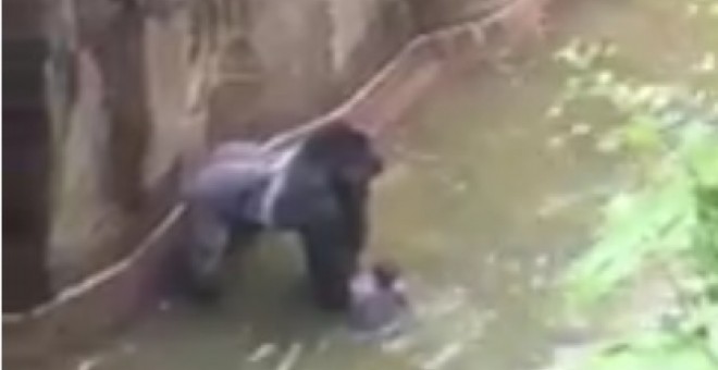 Momento en que el gorila tiene retenido al niño de cuatro años que cayó a su foso