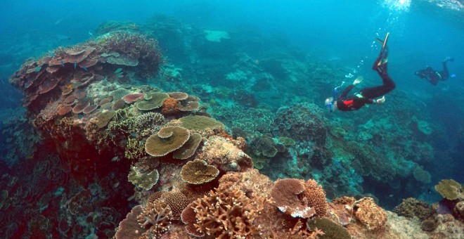 Un buzo inspecciona el estado de la Gran Barrera de coral. REUTERS/David Gray/File photo