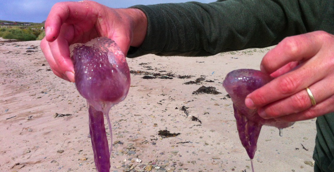 Veranos muy cálidos e inviernos poco lluviosos favorecen llegada de medusas