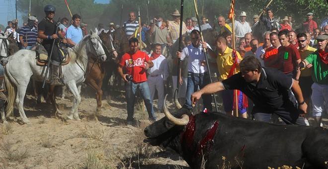 El descabello del Toro de la Vega en las fiesta de 2014. PACMA