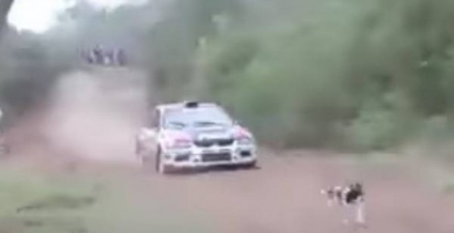Captura de pantalla del vídeo que muestra cómo 'el perro con más suerte del mundo' se salva de morir atropellado en un Rally.