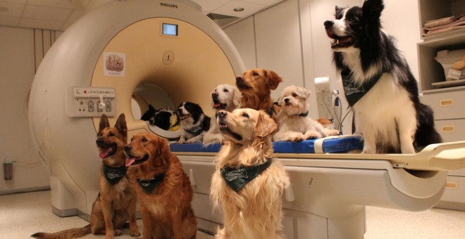 Los 13 perros entrenados a lo que se le realizó una resonancia magnética para el estudio. / Enikő Kubinyi