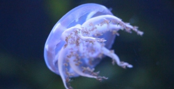 Los expertos aseguran que el número de medusas están disminuyendo en el Mediterráneo. CSIC