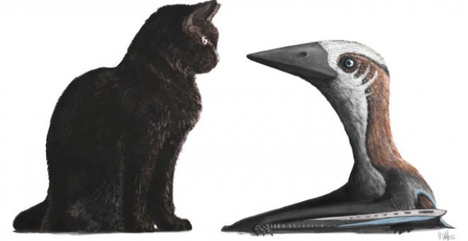 Estos pterosaurios llegaban a ser del tamaño de un gato. Mark Witton