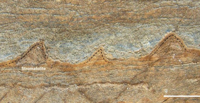 Vista transversal de un fragmento de roca en el que se pueden ver los estromatolitos de forma cónica de 3.700 millones de años de antigüedad. / Yuri Amelin