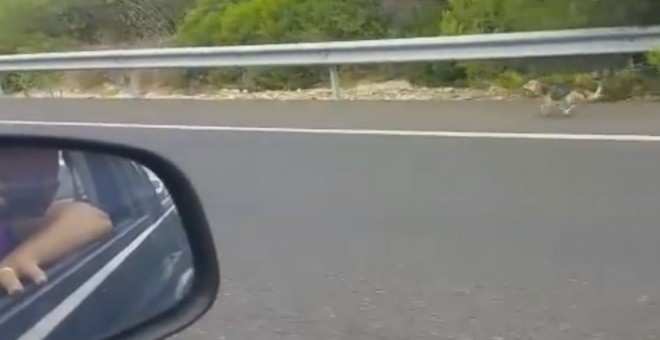 El perro abandonado busca el coche de sus dueños.