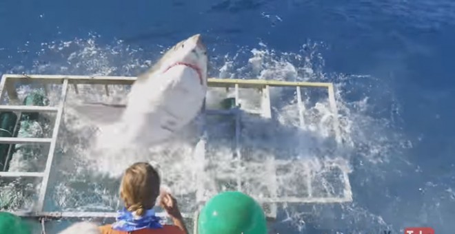 Momento en el que el tiburón blanco logra salir de la jaula, aunque resultó herido.