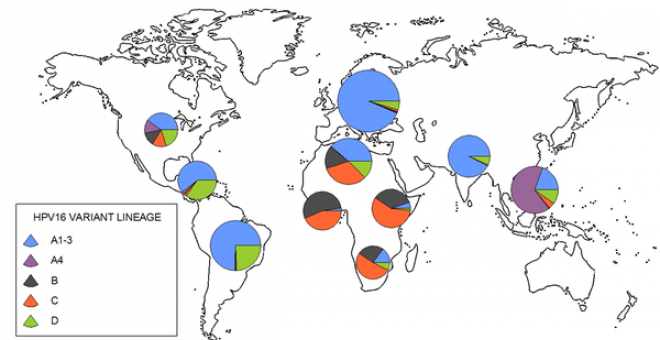 Distribución geográfica de los cuatro tipos de papilomavirus HPV16 estudiados. Imagen: MBE