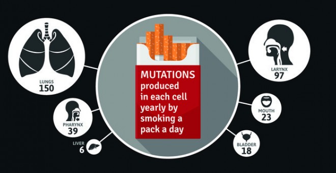 Mutaciones producidas anualmente en cada célula (de pulmón, laringe, faringe, boca, vejiga e hígado) al fumar un paquete al día.  Broad Institute