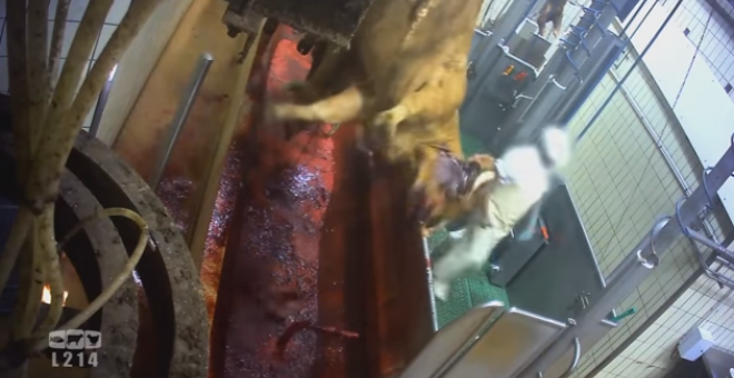 Captura del vídeo grabado por el trabajador español que ha destapado la crueldad practicada contra los animales en este matadero francés.