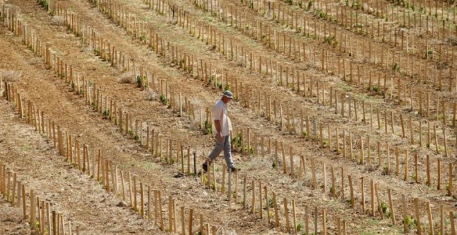 Empresas comercializadoras de productos agrícolas de Emiratos Árabes Unidos y de China han comenzado a operar en el campo español.